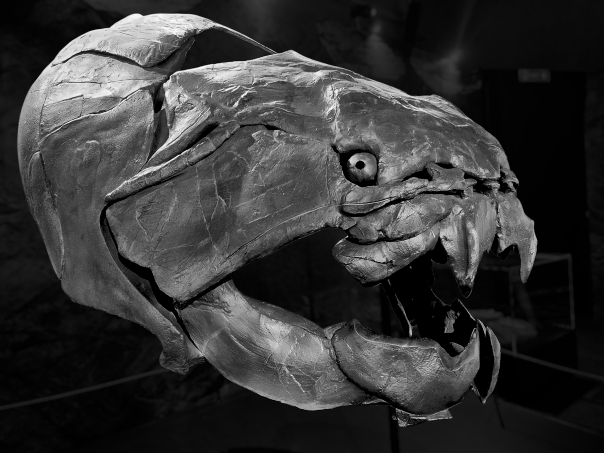 seawmichael's tweet image. A bygone period in history.

#Singapore #dinosaurs #fossils