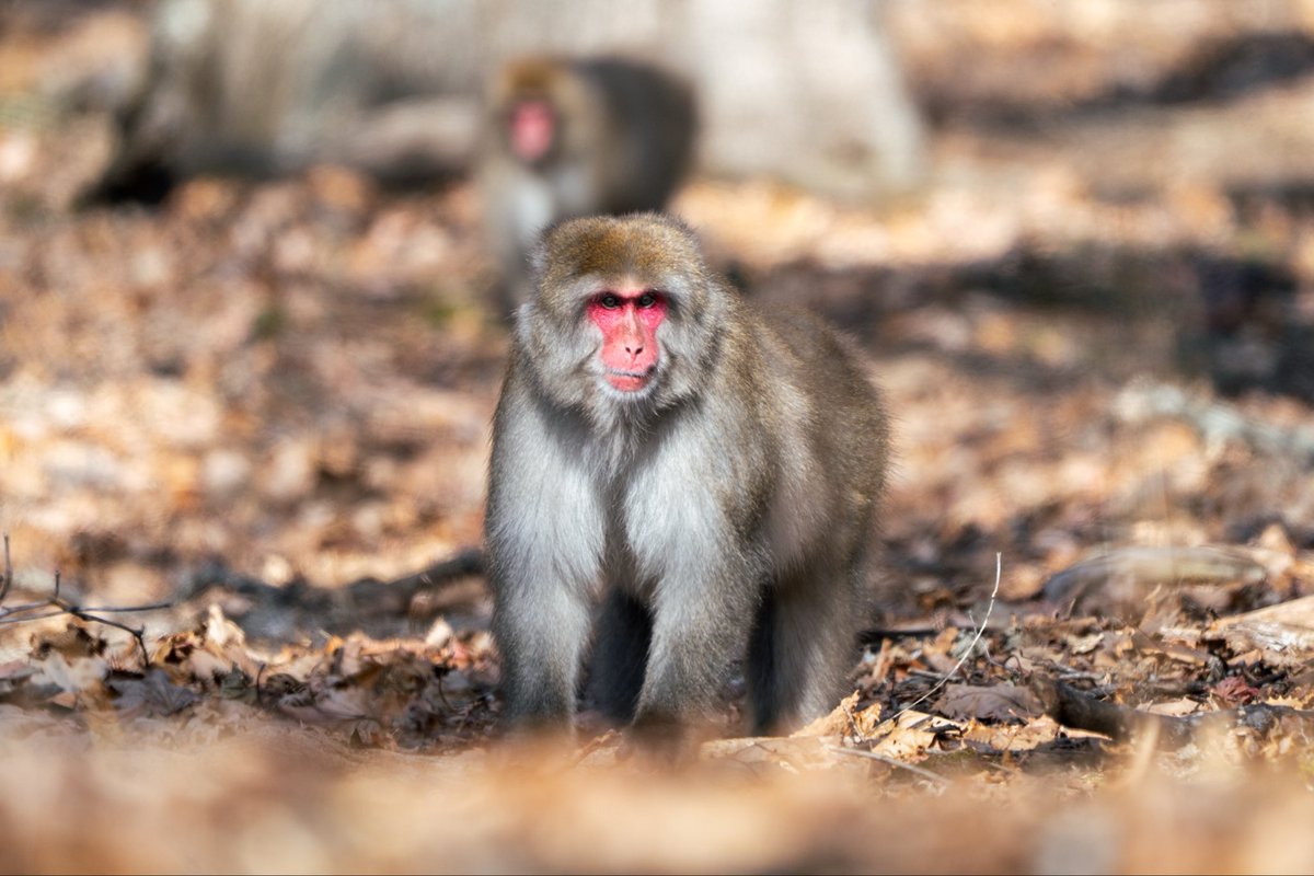 毛並みが良くて大きな野生の猿。向こうは人間に慣れているようだけどこっちは慣れていないのであまり刺激しないように撮影した。
#野生の猿 #sonyalpha