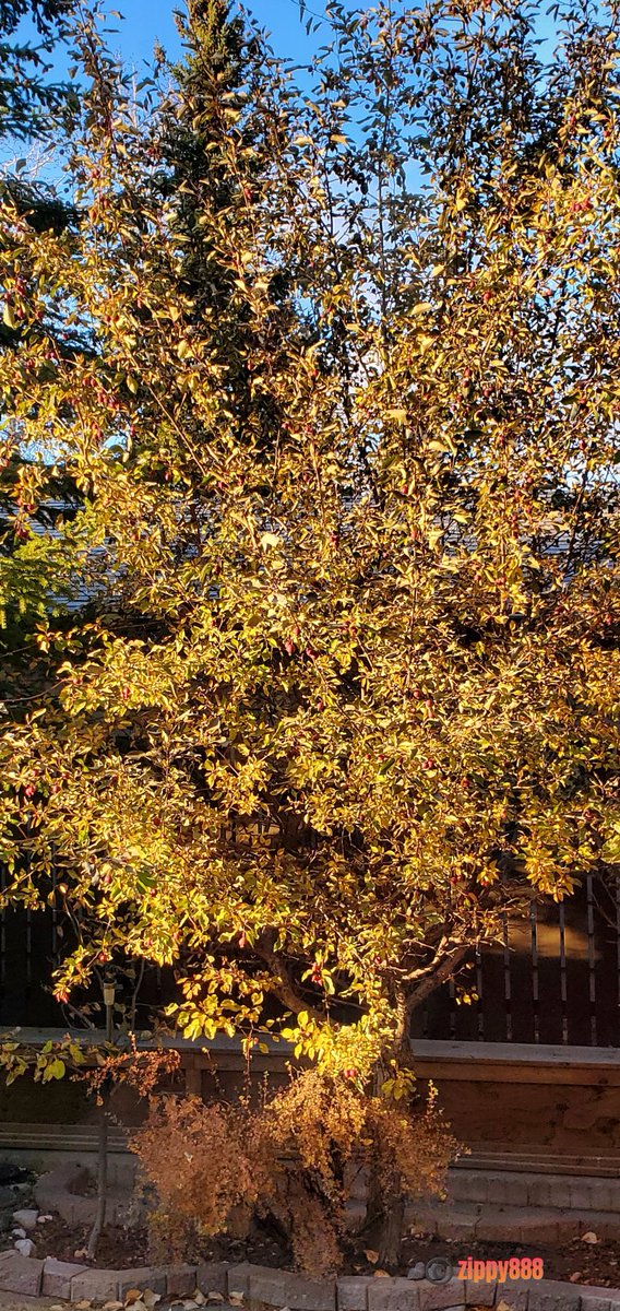 zzippy888's tweet image. #AlphabetChallenge #WeekVforVowels 
&apos;A&apos;utumn in #YYC #Calgary 🇨🇦