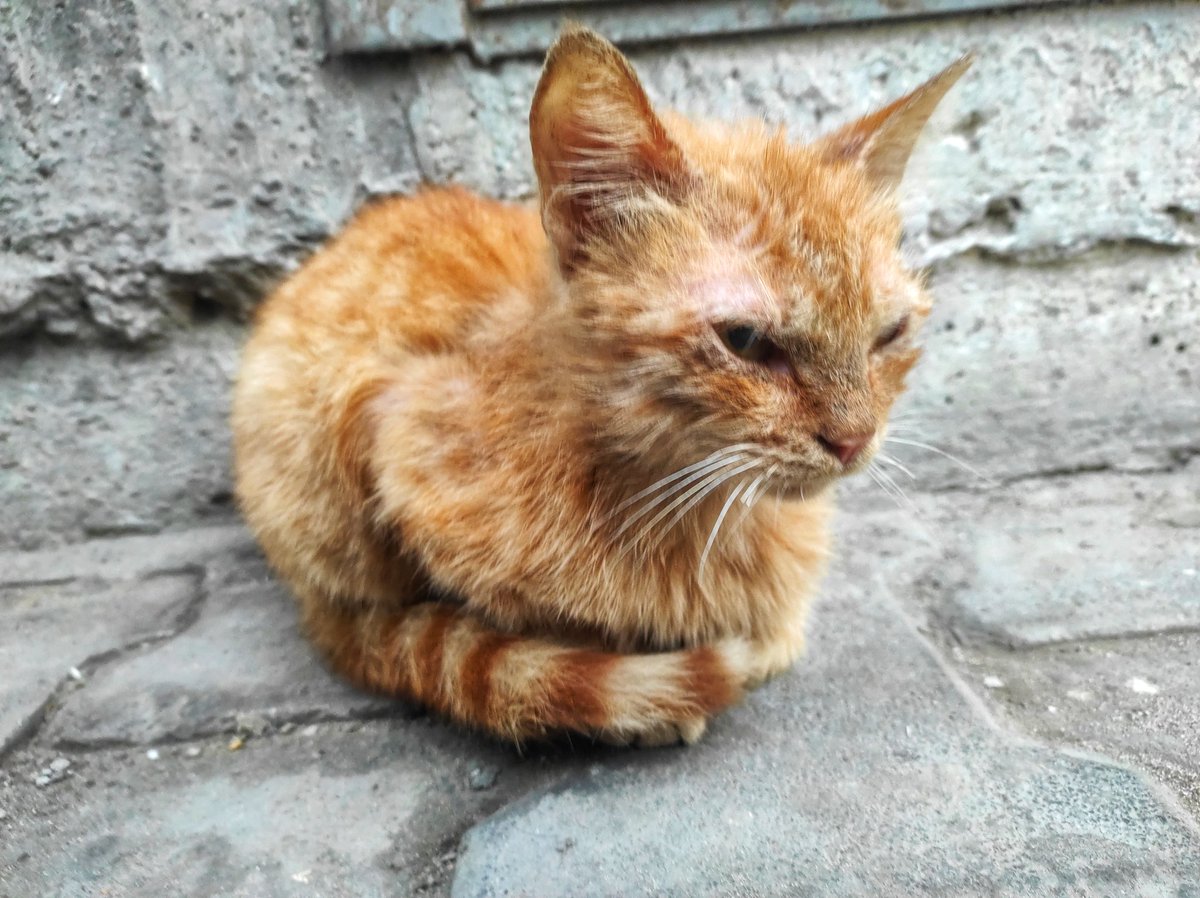 Ahmad1Hithem's tweet photo. This little soul has known more cold. 
 nights than warm hands.  Abandoned, hungry, and tired—yet still holding on.  
Every animal deserves safety, food, and kindness.  
Let’s be the reason they believe in mercy again. #StrayAnimals.      #CompassionForAnimals #FeedTheStrays https://t.co/uy4teF1bIT