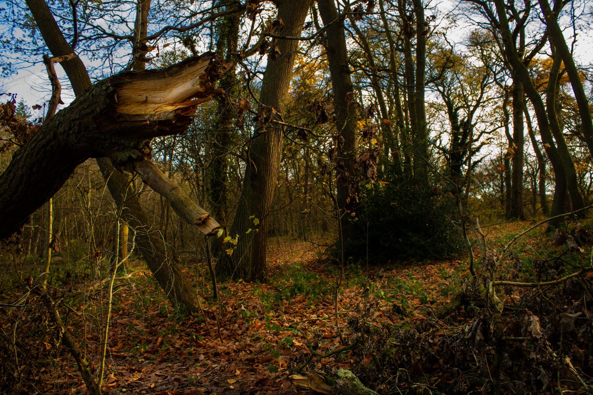 brother_jordh's tweet photo. Views from a walk through some ancient English woodland. #Olde #England https://t.co/hdVyk6C90T