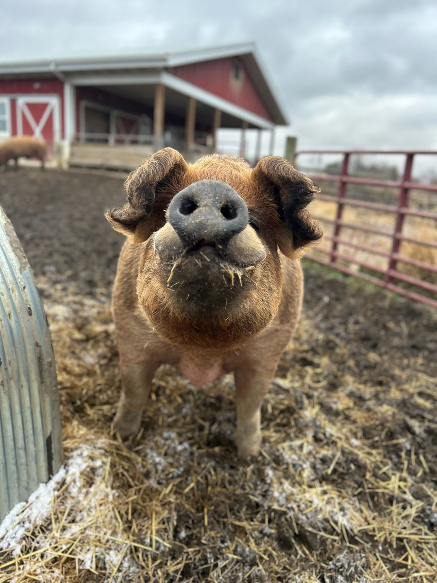 Barn Sanctuary tweet media