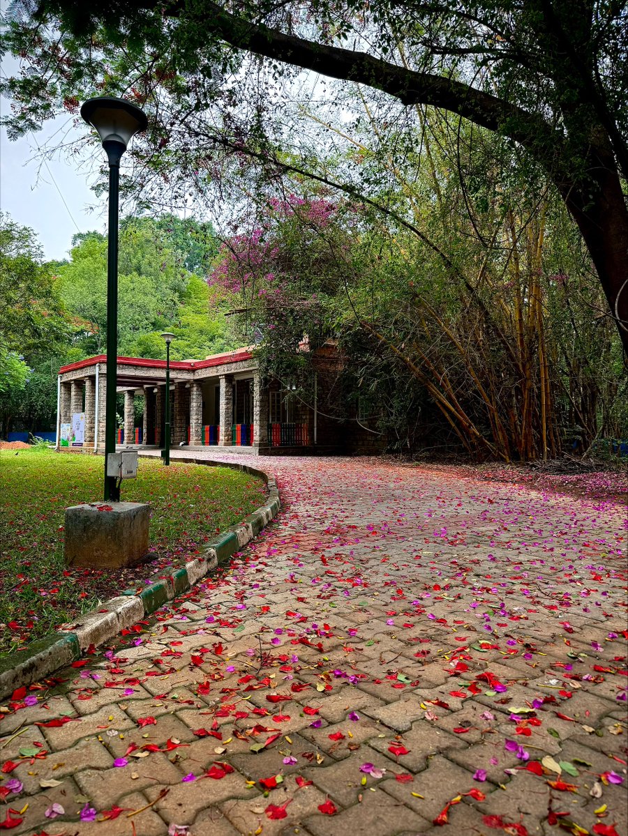 iiscbangalore's tweet image. Pretty petals

📸: Abhinay Ganesh

#IIScframes