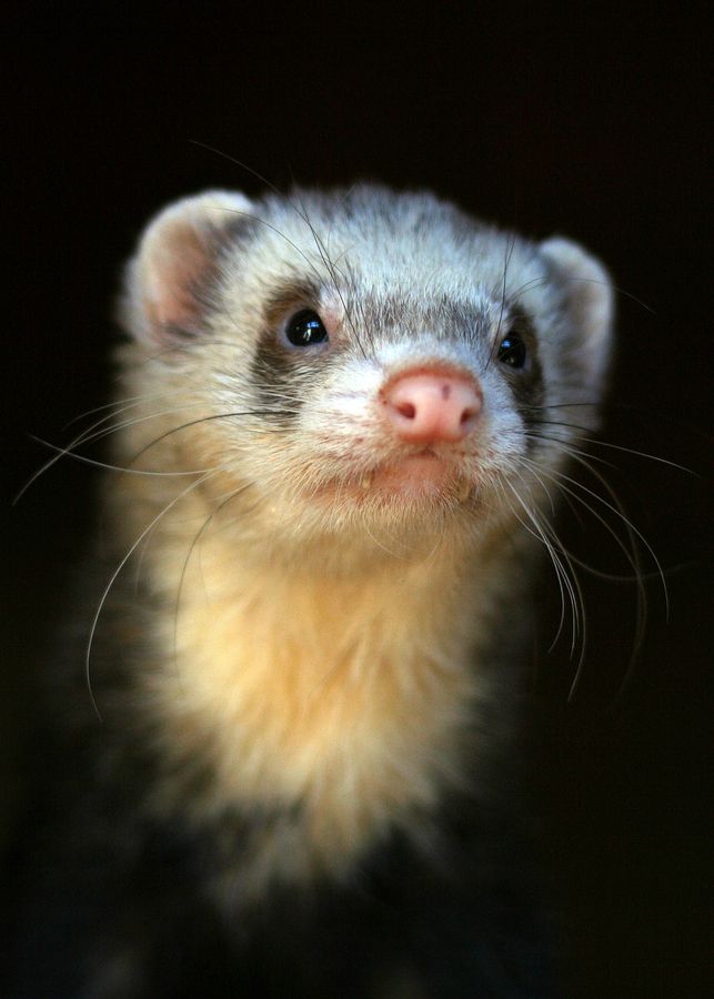 FerretPerHour's tweet image. 