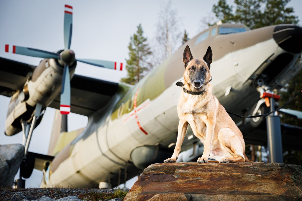 Puolustusvoimat's tweet image. Puolustusvoimien #WeeklyRecap💥

@KarjalanPR viimeinen etappi ennen loppusotaa.

@Nylandsbrigad Freezing Winds 25 -harjoitus alkoi.

@PorinPR BASE25-harjoituksessa harjoiteltiin suojautumista.

@FinnishAirForce Ragnar on yksi vuoden 2025 palkittavista virkakoirista.