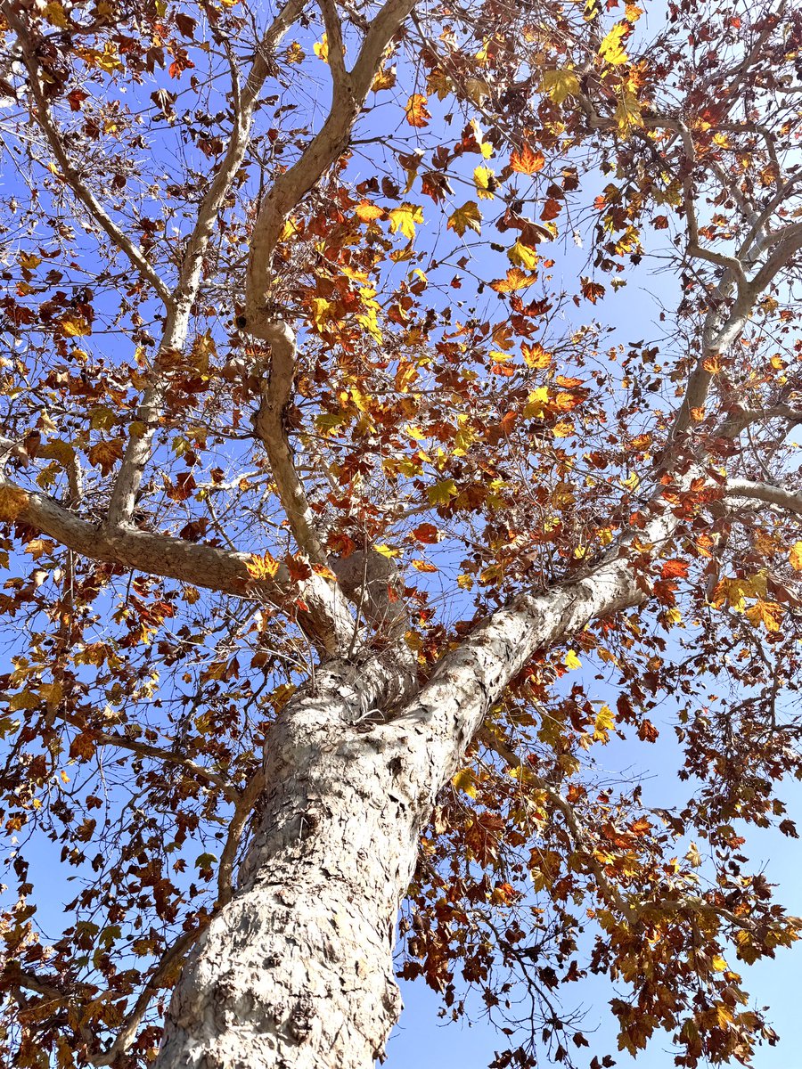 HarriganCath's tweet image. Hola friends. Autumn is peaking in The Bay Area. 2 more weeks, gingko trees will turn golden &amp;amp; then all fall foliage will be gone. I&apos;m grateful for this season&apos;s colors.
Here are yesterday&apos;s iPhone pics &amp;amp; video.
#AlphabetChallenge  
#WeekVforVowels  #ThePhotoHour 
Happy Sat!