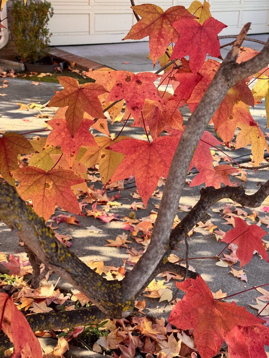 HarriganCath's tweet image. Hola friends. Autumn is peaking in The Bay Area. 2 more weeks, gingko trees will turn golden &amp;amp; then all fall foliage will be gone. I&apos;m grateful for this season&apos;s colors.
Here are yesterday&apos;s iPhone pics &amp;amp; video.
#AlphabetChallenge  
#WeekVforVowels  #ThePhotoHour 
Happy Sat!