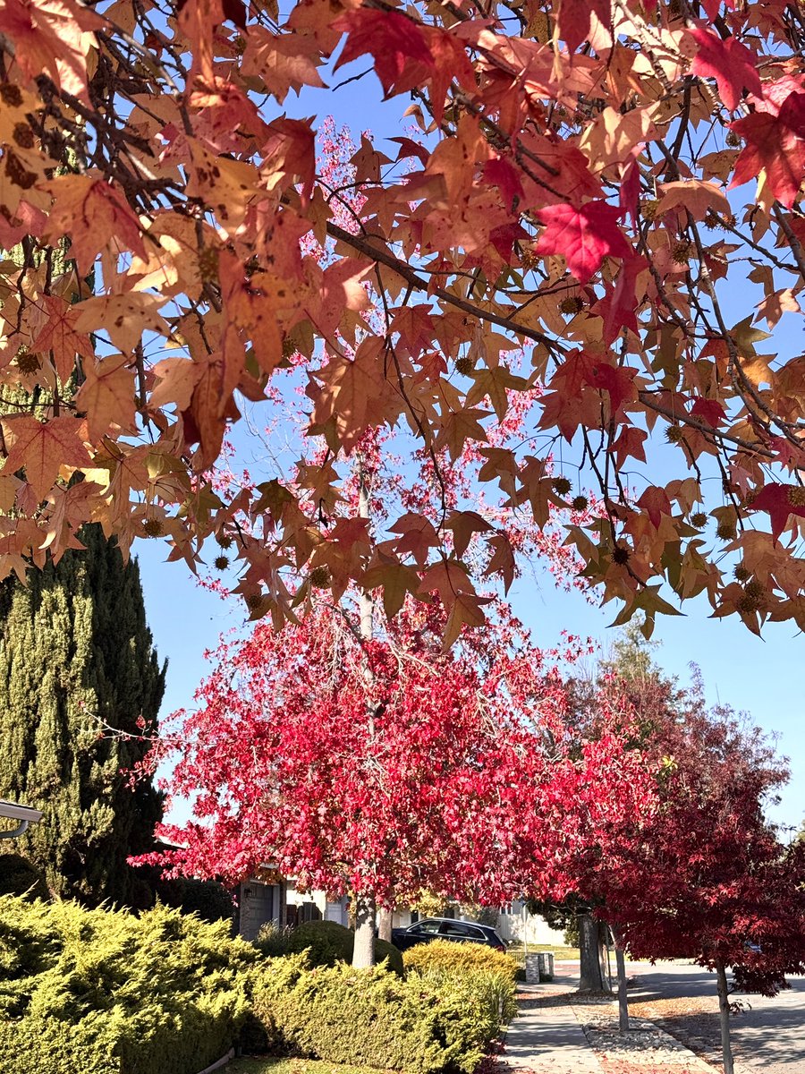 HarriganCath's tweet image. Hola friends. Autumn is peaking in The Bay Area. 2 more weeks, gingko trees will turn golden &amp;amp; then all fall foliage will be gone. I&apos;m grateful for this season&apos;s colors.
Here are yesterday&apos;s iPhone pics &amp;amp; video.
#AlphabetChallenge  
#WeekVforVowels  #ThePhotoHour 
Happy Sat!