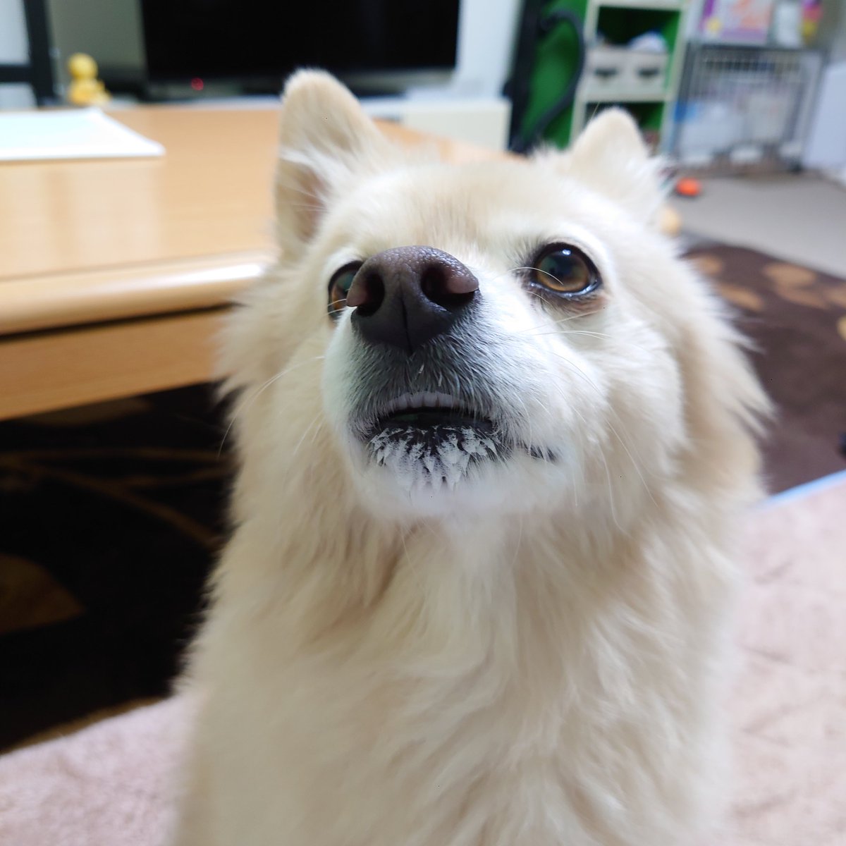 ポメころびページです＊ ポン太日記 #デカポメ #ポメラニアン 飼い主を思う存分べろべろして