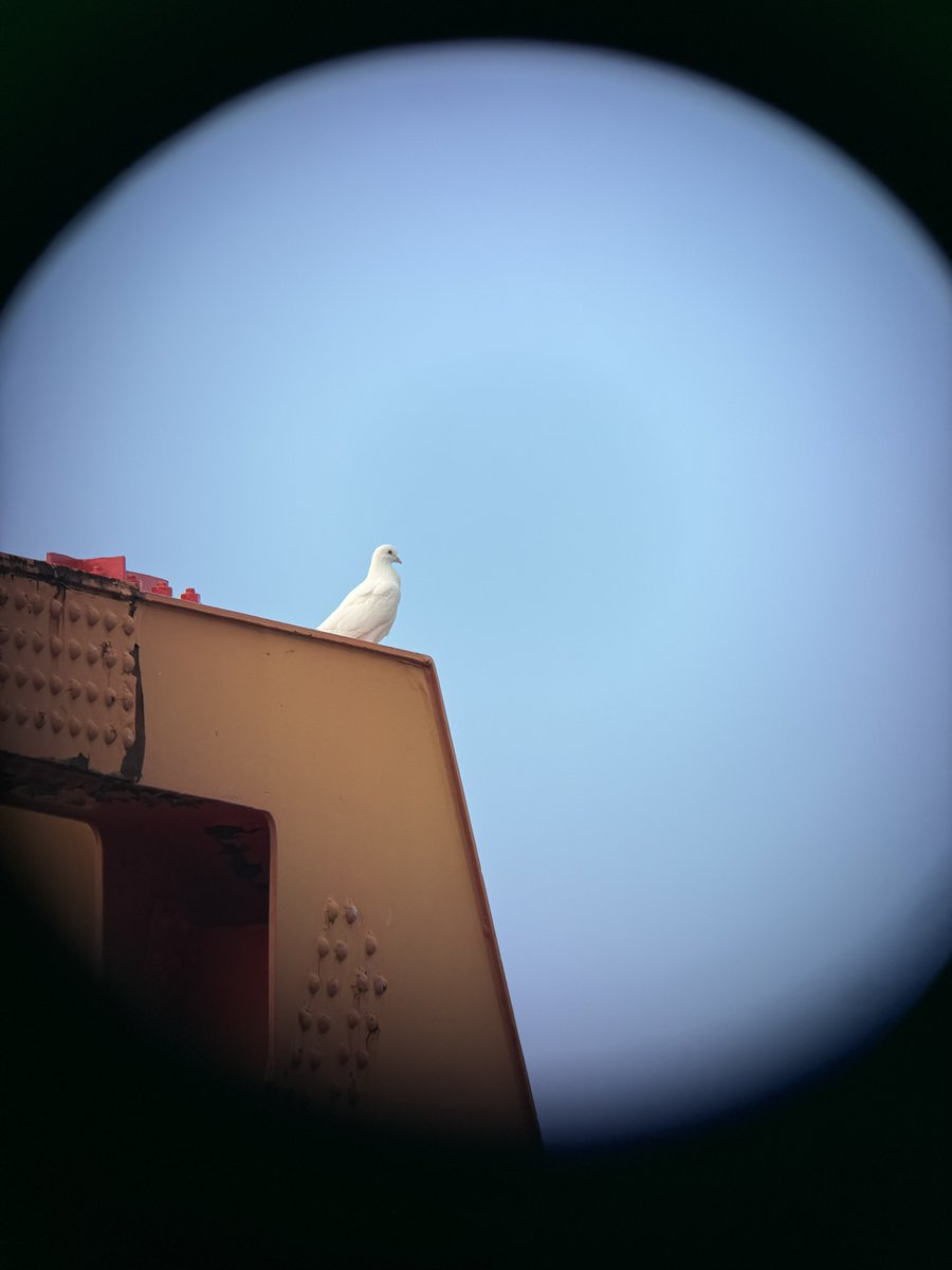 きりん🌵 (@kirinfs) / Posts / X