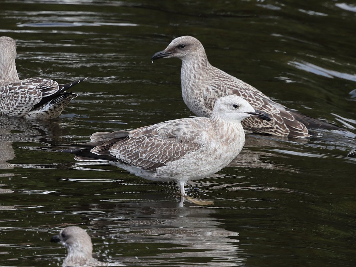 Andy Deighton tweet media