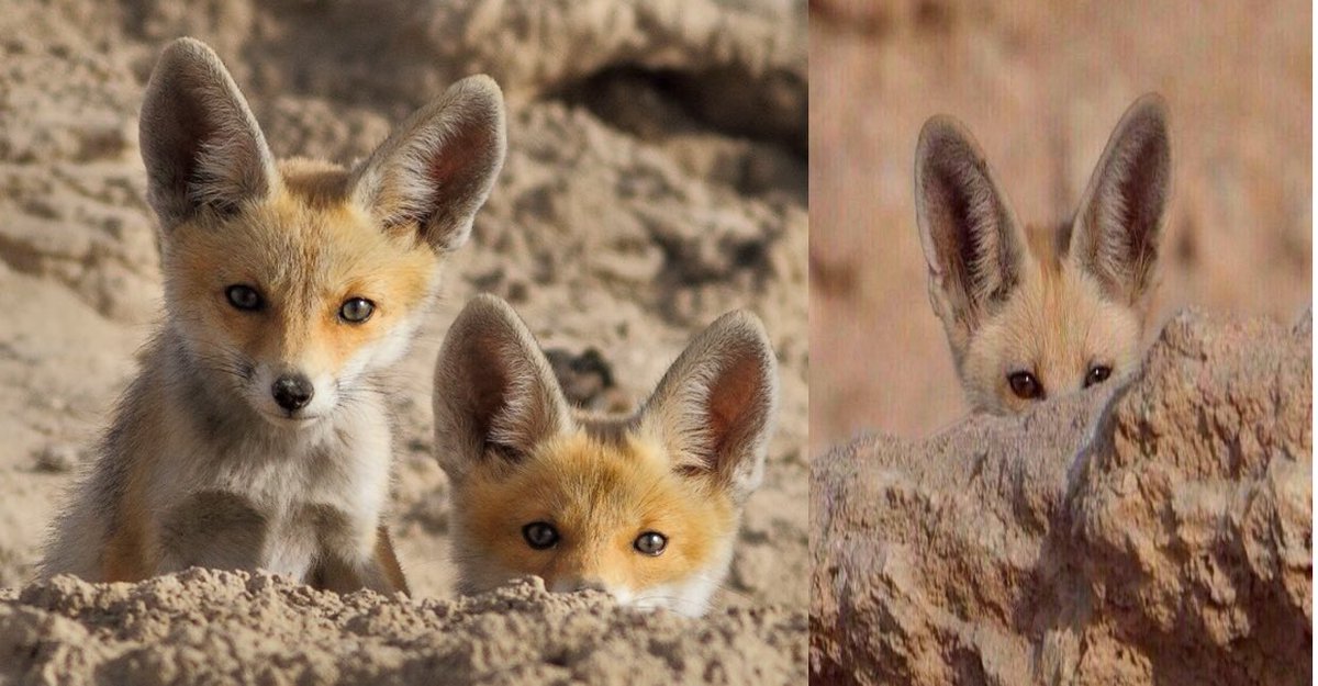 nzihhh2023's tweet image. #الهلال_الفتح 

- وضعهم وهم يتابعون مباراة الهلال بعد فشل ناديهم وخروجه من كأس الملك ،