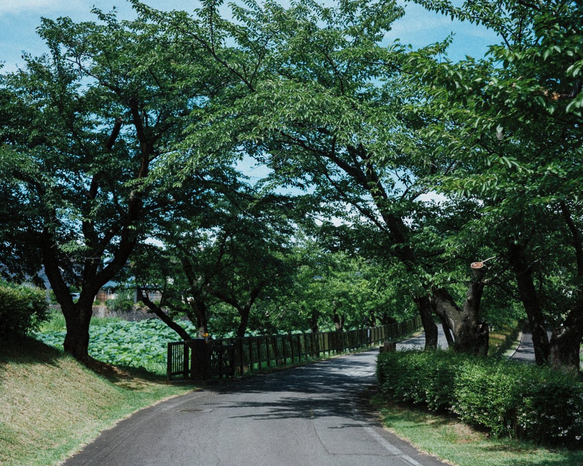 一年間かけて同じ場所で撮影した。 映画だからできることだった。