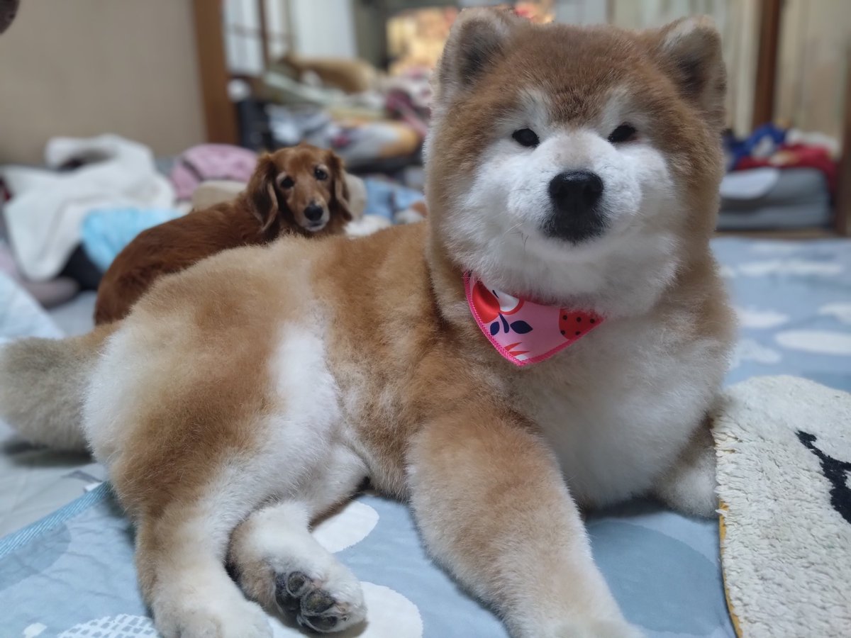 トリミングでした🐻
#奇跡の16歳