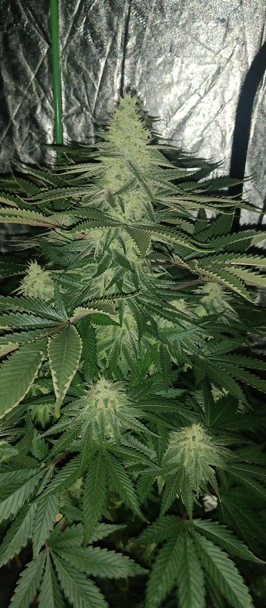 MidGrow's tweet image. Love this shit🌱🌱🌱 Grow your own and you'll understand💥💨💨