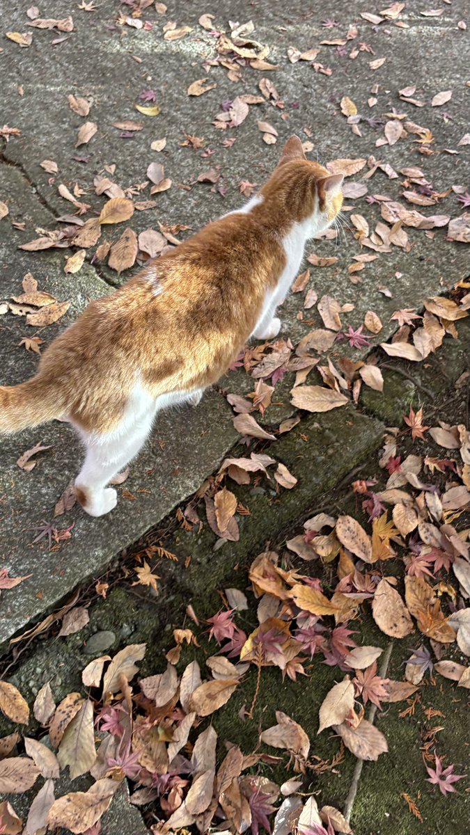 saori416's tweet photo. 外で暮らしてるのかな？その割にはフワッフワな猫様でした🐈 https://t.co/WJxGaMeDCz