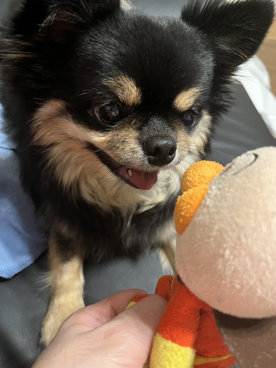 かぶチワワの攻撃。商船三井ら日本株群に7565のダメージ。かぶチワワの攻撃。コンステレーションブランドら米国株群に14741のダメージ。