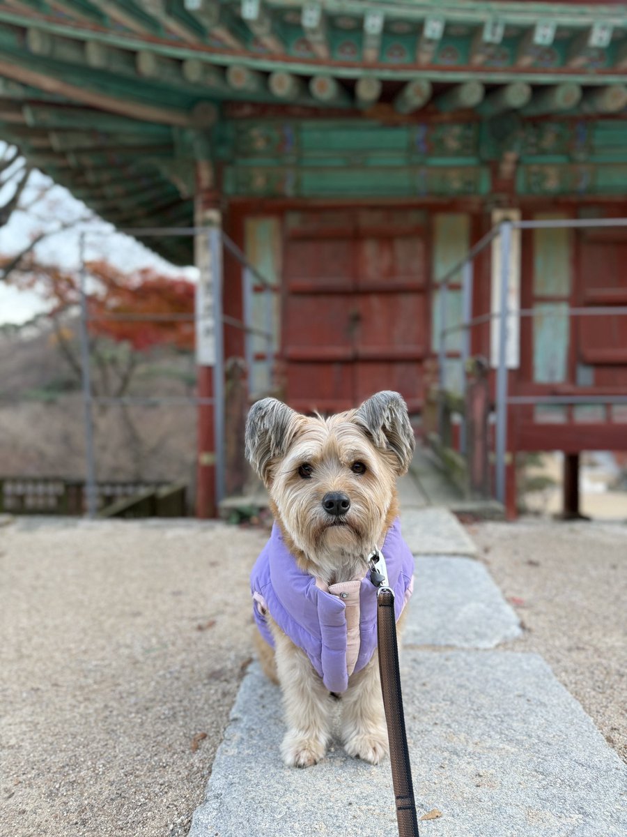 장안동불주먹 레오 (@leo_zip) on Twitter photo 