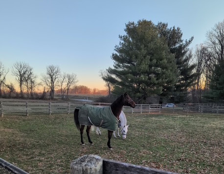 Pick4win's tweet photo. The 2nd horse I ever bought into after Vallelujah
has just arrived back home at Fair Hill, can't wait
to see him thrive in 2026. #GoingCountry🇮🇪 #KBRacing https://t.co/6j0e6v1Tgt
