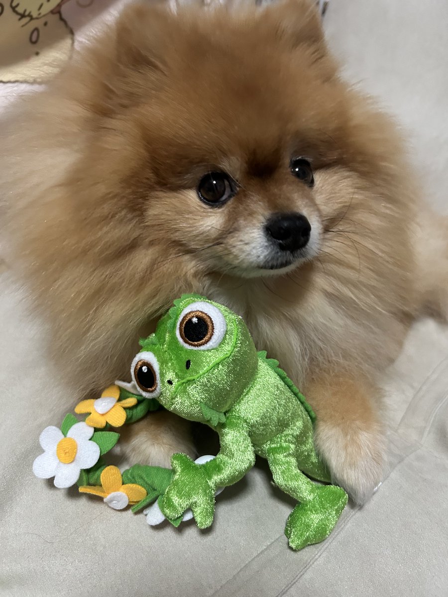 こっぺ🥖ポメラニアン (@coppe_0621) / Posts / X