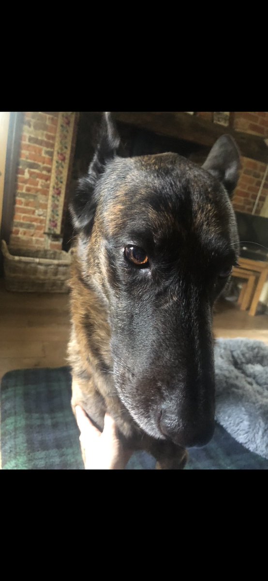 Tough month for RPD Rex as he battled cancer for a second time
He won! 

HUGE thank you to <a href="/ERPDF/">Essex Retired Police Dogs Fund</a> for over £1,500 towards his treatment 🙏 

The support from them, the <a href="/AssociationRPDs/">Association of Retired Police Dog Charities</a> &amp; <a href="/The_NFRSA/">NFRSA</a> means more retired police dogs are able to be rehomed 💙 more people are able now