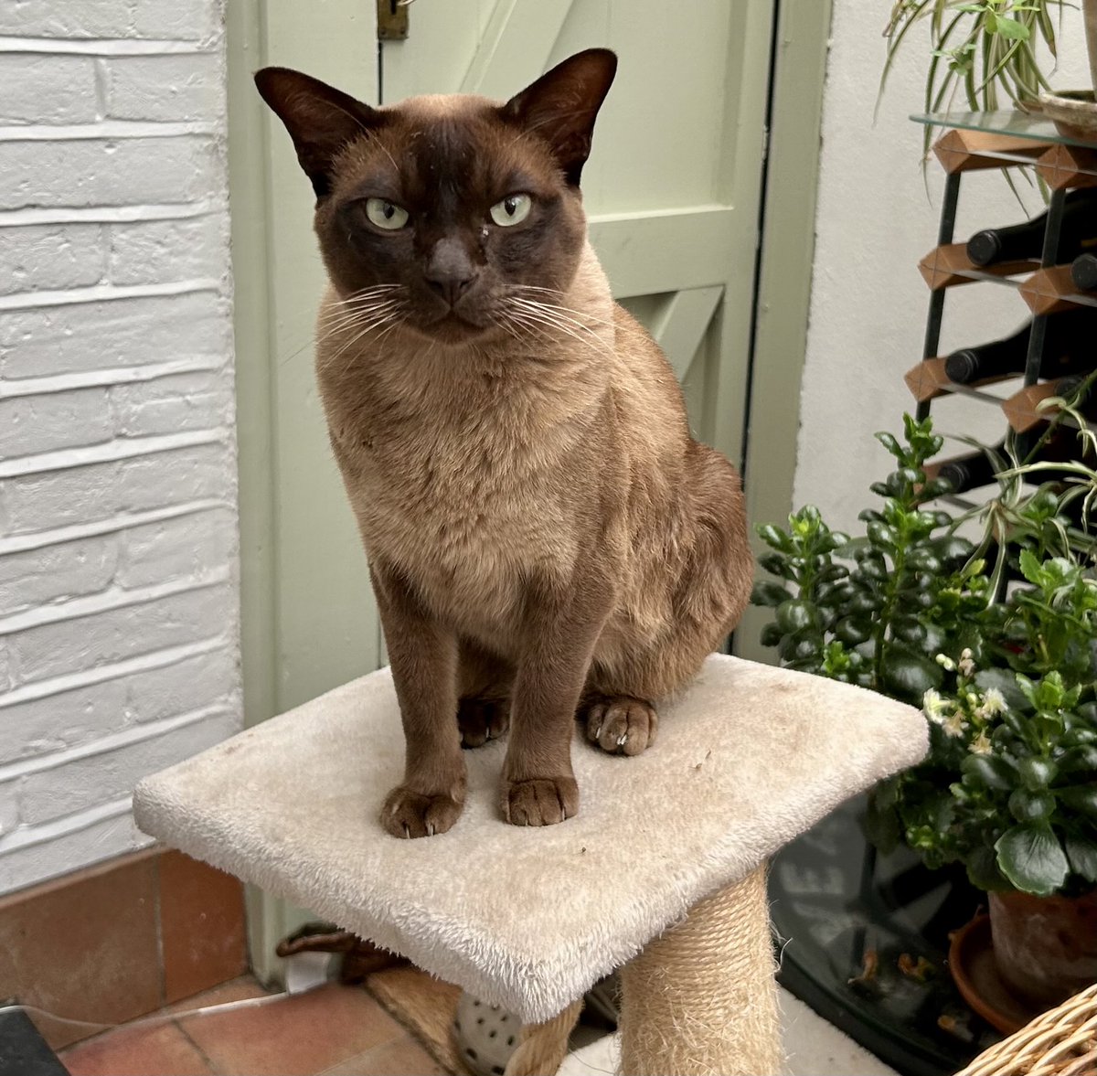 Flossie ❤️ Kringle tweet media