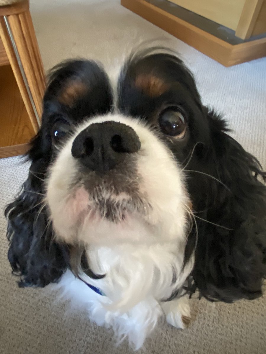 🐾SugrrNSpice🔥 tweet media