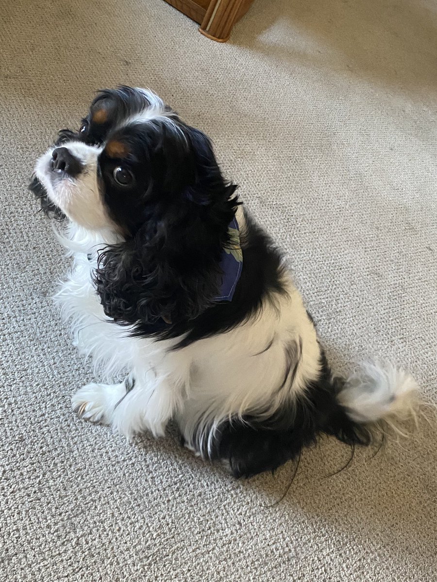 🐾SugrrNSpice🔥 tweet media