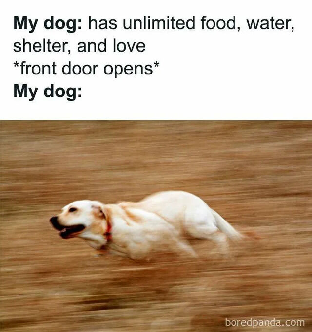 WholesomeMeme's tweet image. 