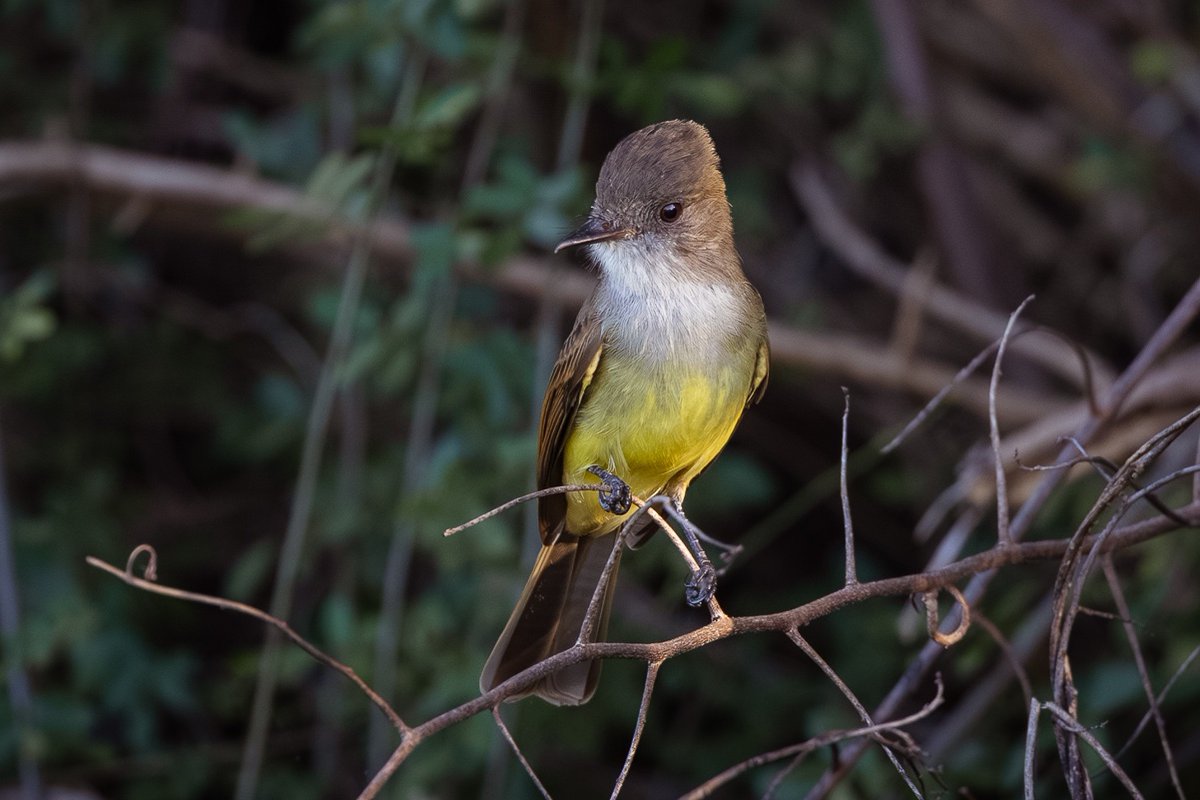 Dusky-capped Flycatcher (Myiarchus tuberculifer)
Ladyville, Belize
November 2025
#BirdsOfBelize #BirdsSeenIn2025 #birds #birdwatcher #BirdsOfX #BirdsOfTwitter