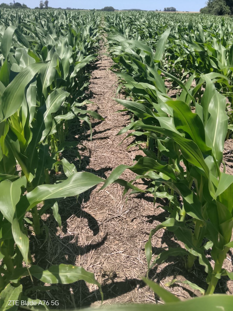 Trigo Terra, soja Asgrow, Maiz Dekalb... 
🌾🌱🌽