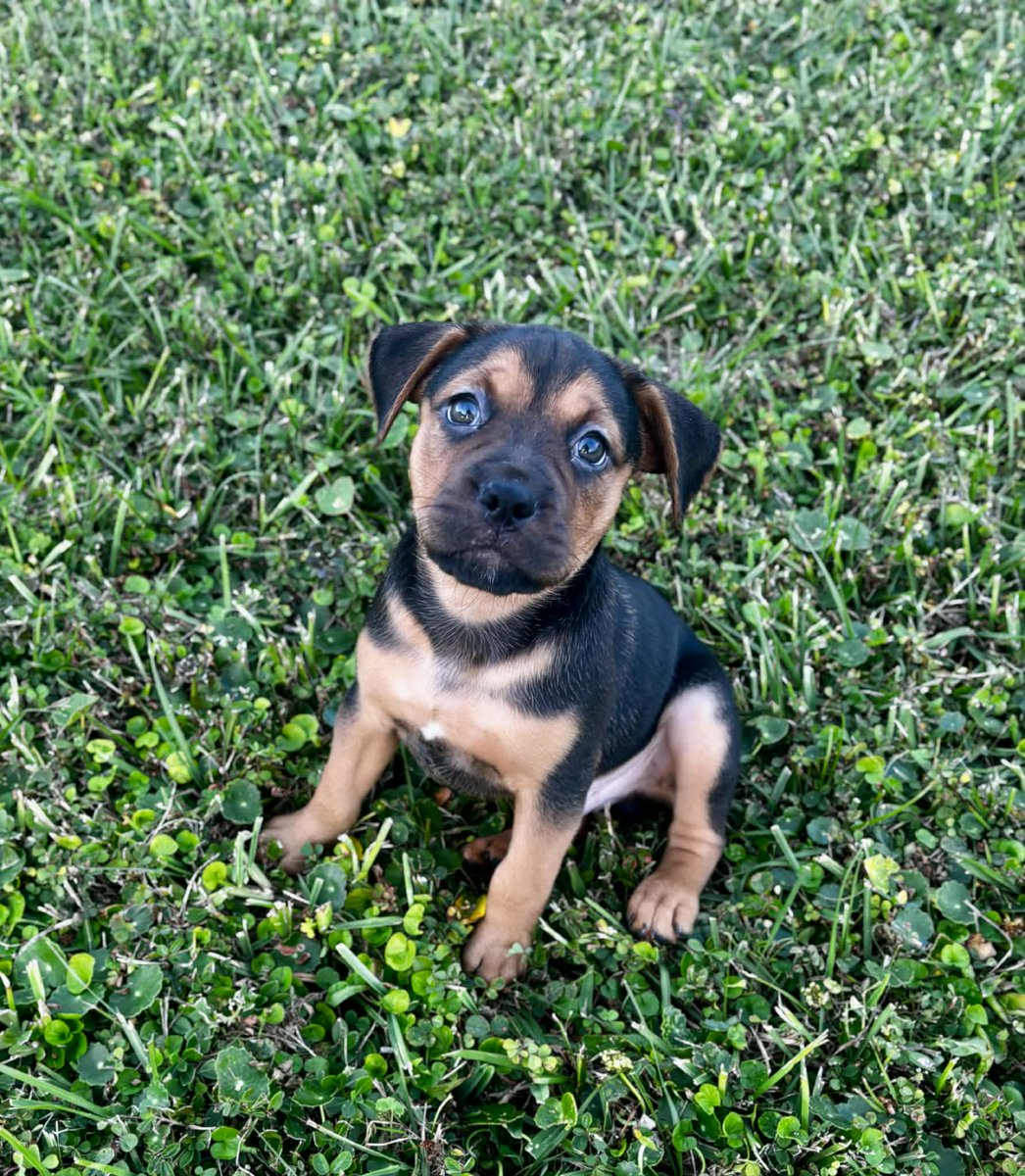 Rugaz Rescue Inc.'s "Buc" - Adopted!  2025