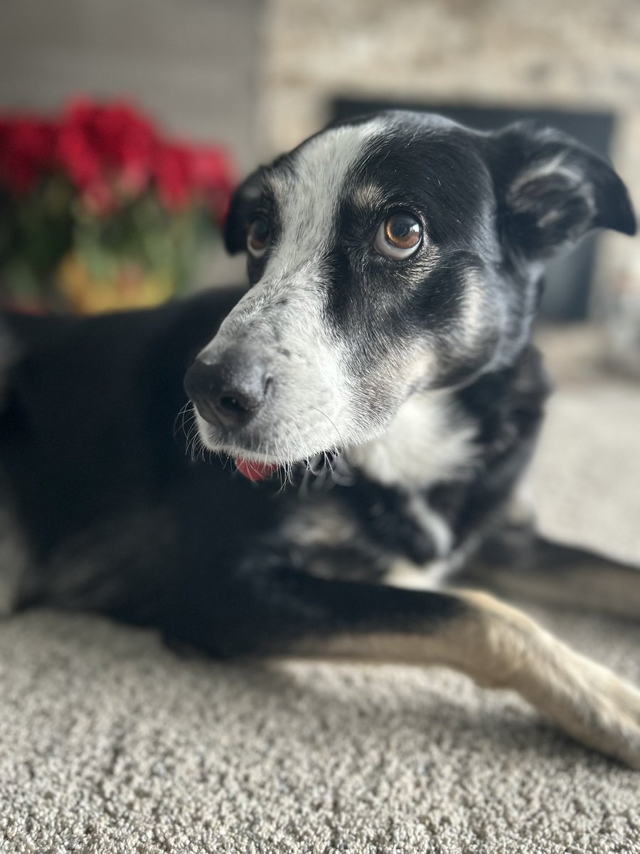 chadthedad7's tweet image. Lost a family member yesterday. Just wanted to share how wonderful she was and how much we loved and cared for her. Willow will always be remembered as my princess. #Willowbeast