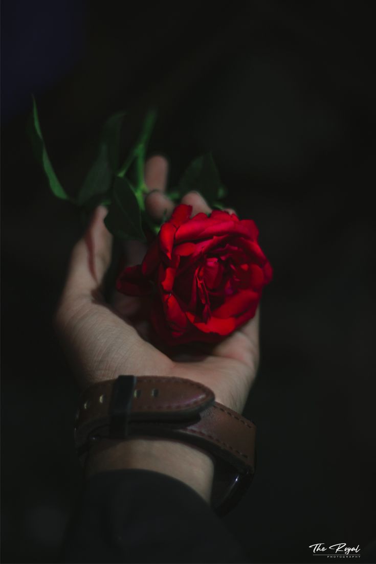 لا بأس بقليل من الأحلام.. فلولاها ماتت عقولنا اختناقاً بقسوة الواقع.
من واقعٍ قاسٍ، أحلامنا لقاءٌ حارّ: جسدك يلتصق بي يذوبُ شهوةً، قبلاتٌ تُلهبُ كلَ مسامِّ الجسدِ، نبضٌ يرعشُ الرغبةَ حتى الذروة، فنُغرقُ الظلمةَ انفجارَ لذّةٍ لا تُطفأ.