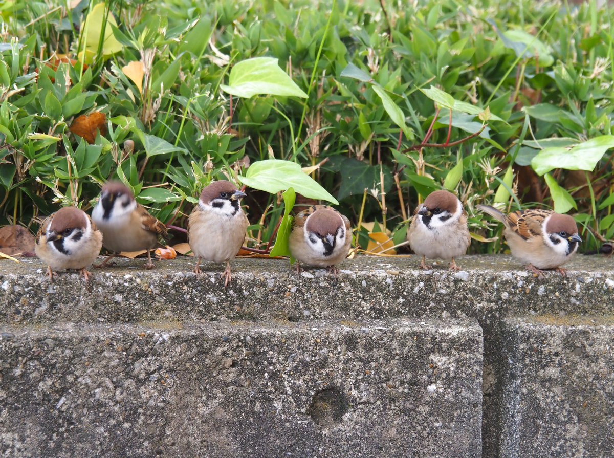 ちゅんちゅん ちゅんちゅん (@chunchu0803) / Posts / X