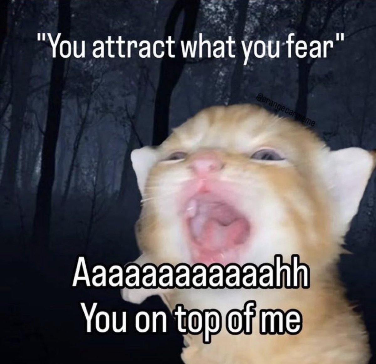 catshealdeprsn's tweet image. 