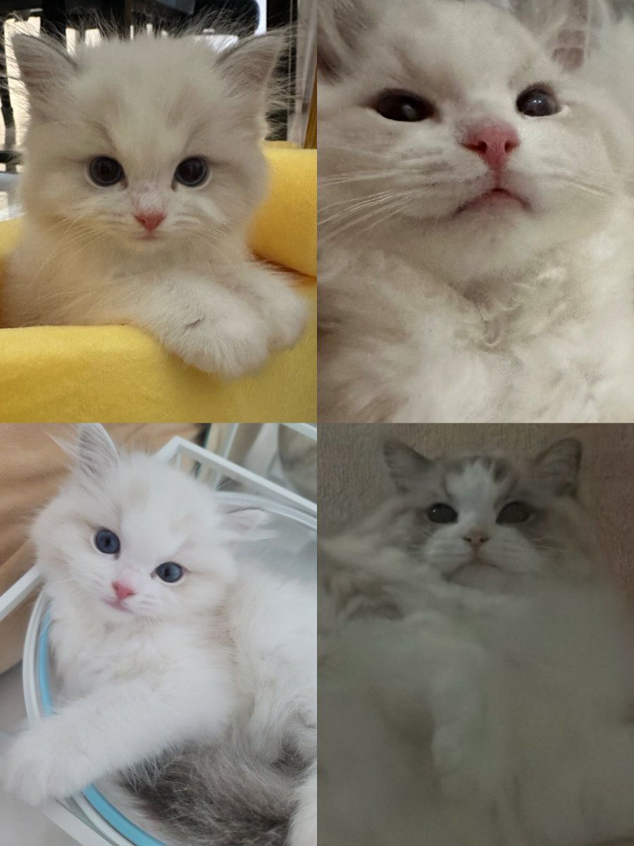 g_eneglaer's tweet image. ละสีคิ้วลูซี่มันเข้มขึ้นอ่ะ ตอนเด็กติดแบ๊ว ตอนโตติดวีน 😾 55555555555555555