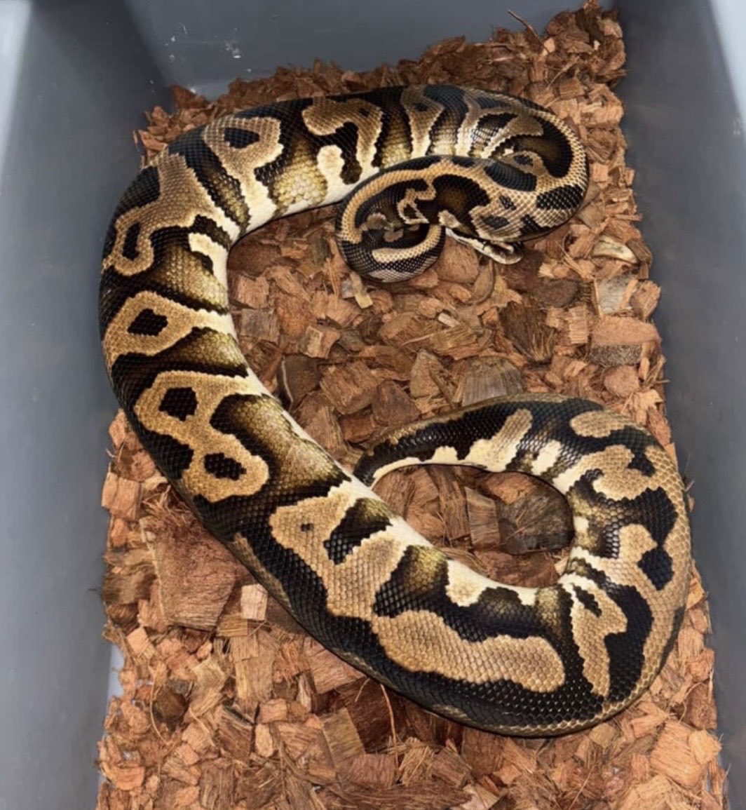 h2mreptiles's tweet image. Leo YB het clown 0.1
sold out

#ヘビ
#蛇
#ballpython
#ボールパイソン
#爬虫類
#DPRxh2mreptiles