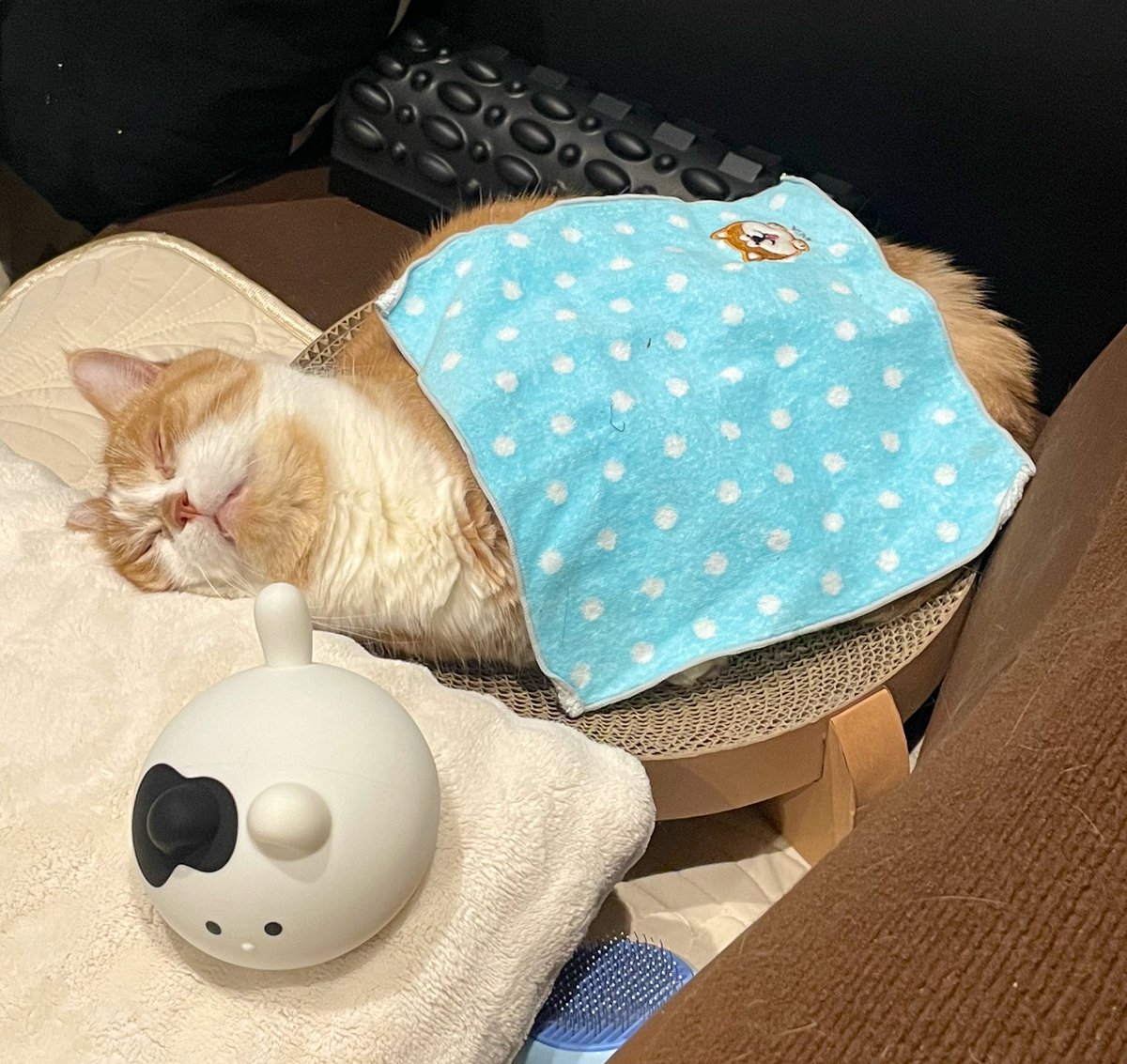 虎太郎(4歳) (@kotaro_0315) / Posts / X