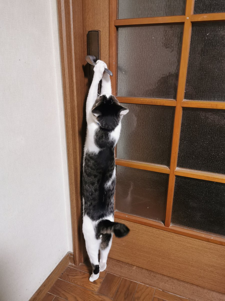 denpa893's tweet image. 両手でドアを開ける猫