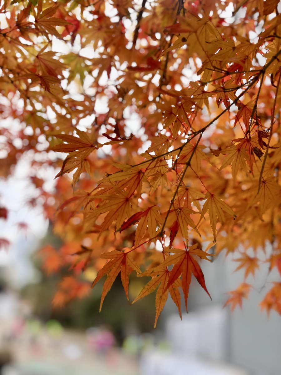 E6%9D%B1%E4%BA%AC%E6%95%A3%E7%AD%96