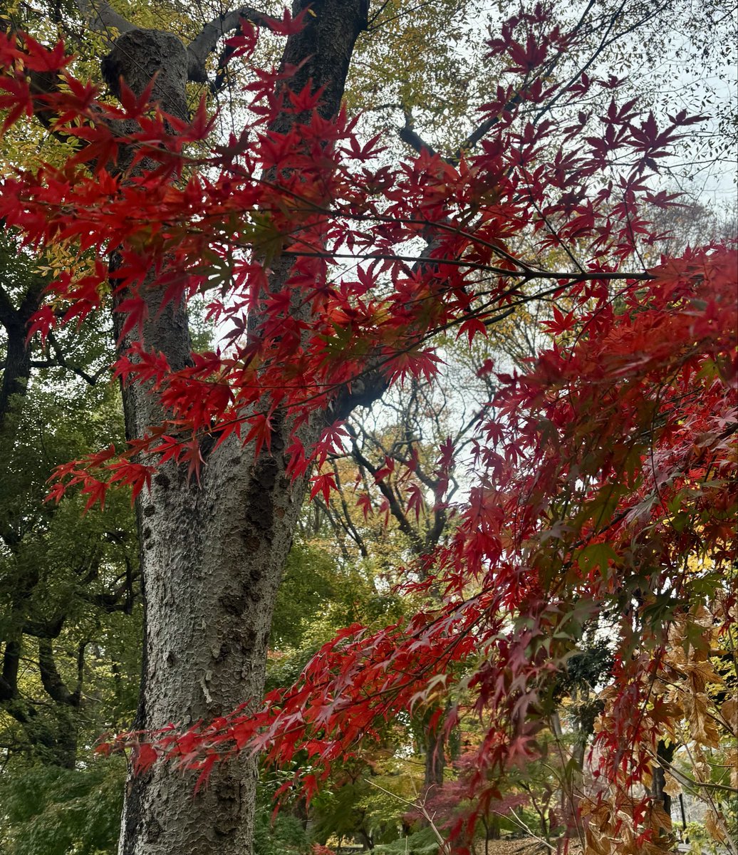 E6%9D%B1%E4%BA%AC%E6%95%A3%E7%AD%96