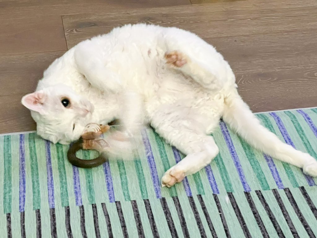 yol11492302's tweet photo. Paws.exe has crashed! π΅
Shaun's catnip trip got him glitching on the floor. Total system failure! πΎπ«
#CatnipOverload #DevonRex #Catto #GreebleAttack https://t.co/GRCRsACAGA