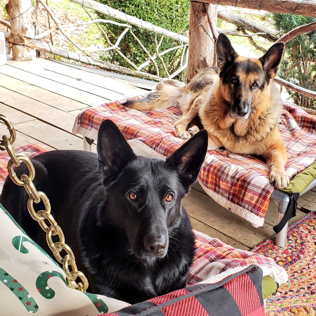 GM.

Biscotti faces. Their calendar is all messed up due to the holidays, today is not Sunday, however, biscotti was still had.