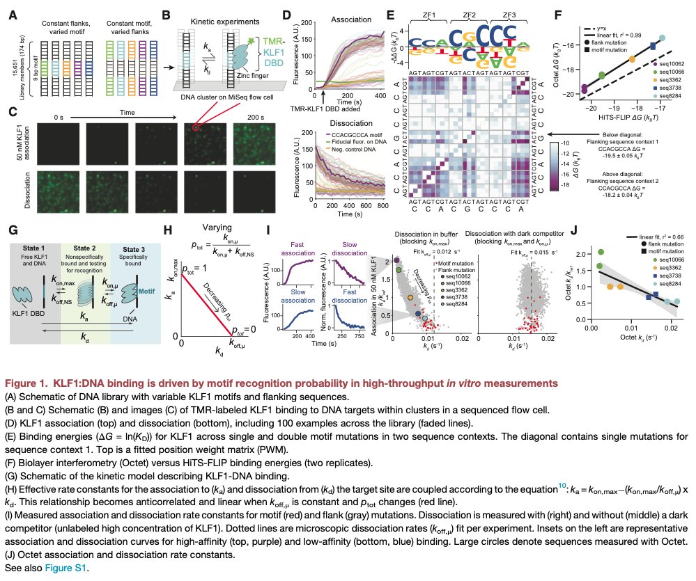 NikoMcCarty's tweet image. The model of gene expression taught in school is highly misleading!

Transcription factors are proteins that bind to DNA and then help repress, or activate, the expression of genes. Cells have hundreds of different types of transcription factors, each tuned to regulate different…