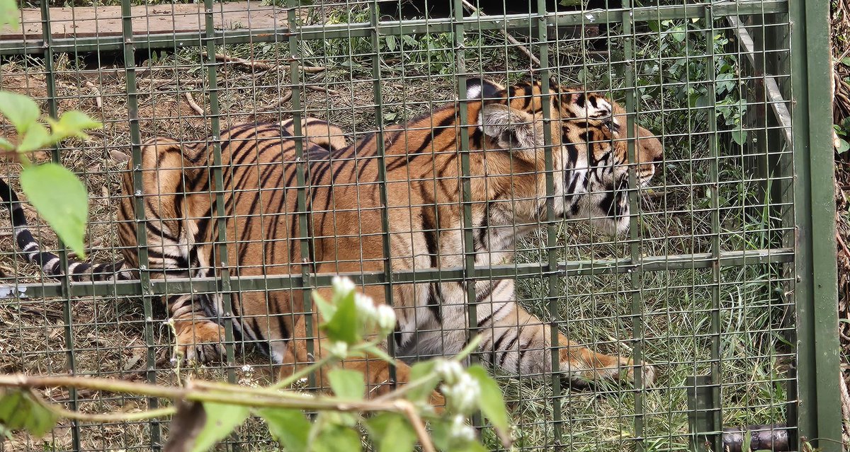 Successful capture of tiger at Gudalur without any science or experiment .The field staff and dfo Gudalur just used normal baiting and common sense which is needed in such community issues.Where ever human life,livestock is in threat this must be the attitude.KuDoS.<a href="/tnforestdept/">Tamil Nadu Forest Department</a>