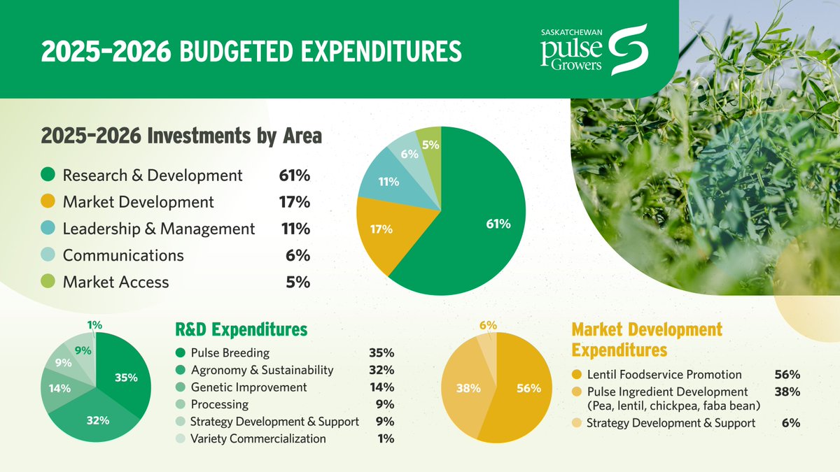 SaskPulse's tweet image. Your levy dollars at work: see how SPG invests in research, market development, and industry leadership to strengthen pulse production in Saskatchewan: ow.ly/KBEV50XnZLs
