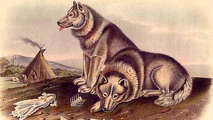 EarthArchivesHQ's tweet image. Two wolf-ancestry canids were discovered in a Baltic Sea cave, suggesting humans transported early wolves to islands long before domestication.

sci.news/archaeology/st…

#fossils #paleontology