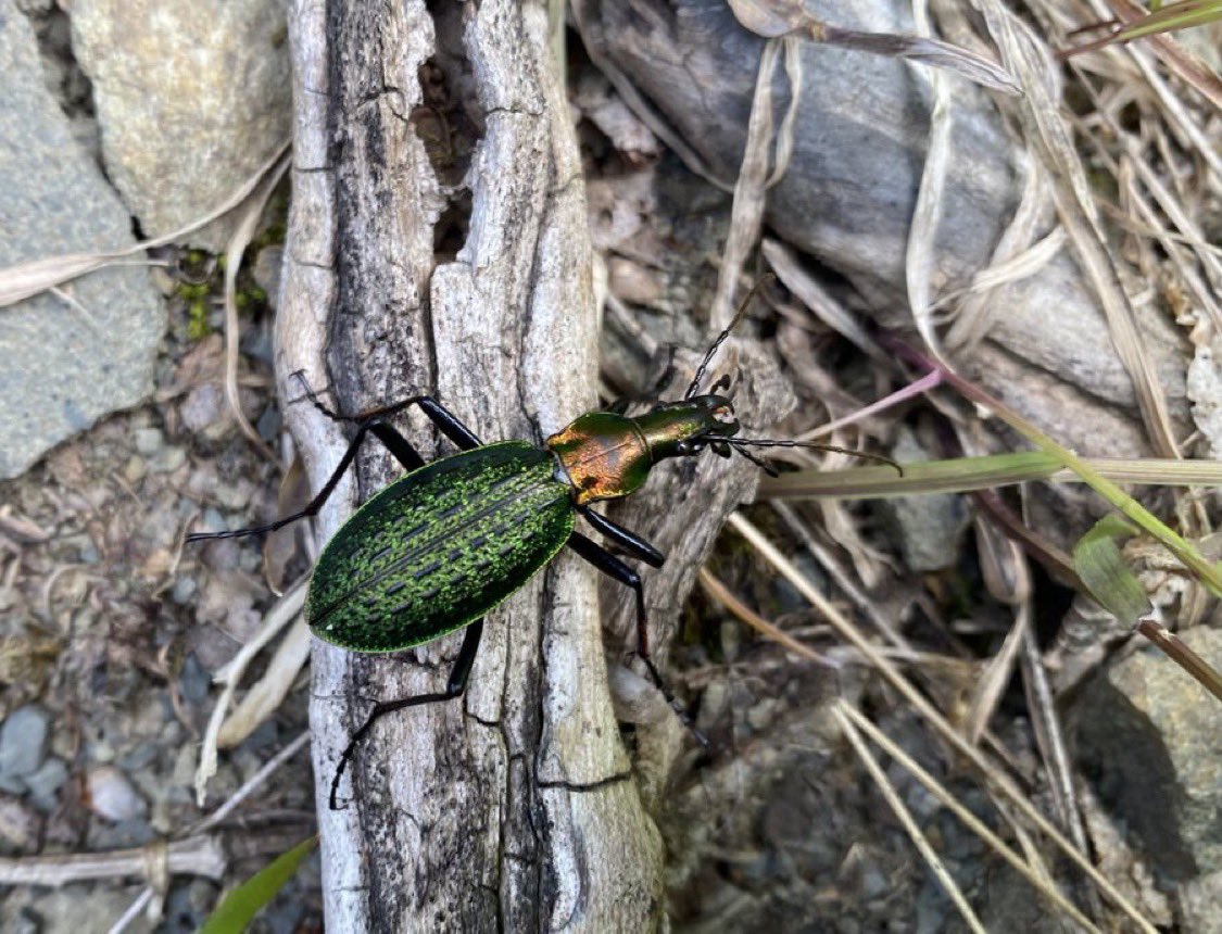 北海道の昆虫23 オシマルリオサムシ※島牧低地個体群 Carabus gehinii