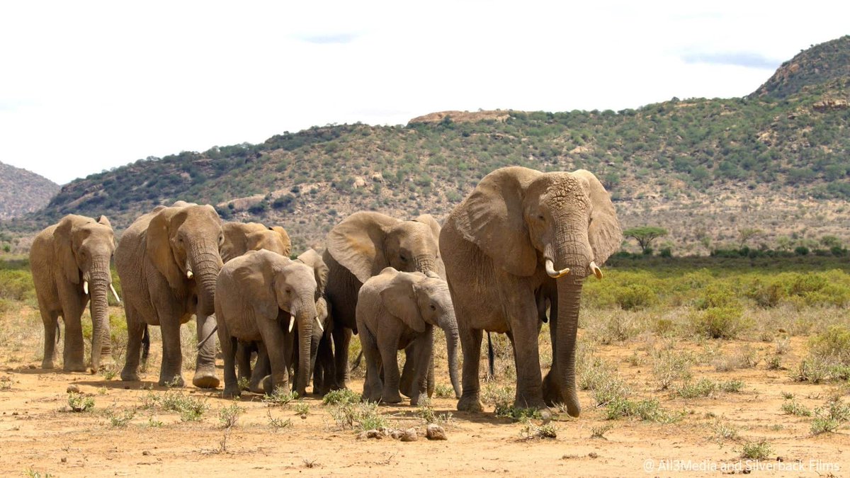 jdocs's tweet image. 【テレビ】11/30（日）NHK 19時30分
ダーウィン「ピンチを乗り切れ！ 子育てサバイバル」
生きものの子育ては常にピンチの連続。わが子を救うため、親はあの手この手のユニークなワザを繰り広げる。時には親自身がピンチに陥ることも。衝撃の子育てサバイバル。
nhk.jp/p/darwin/